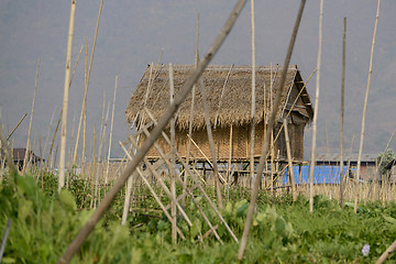 Image showing ASIA MYANMAR NYAUNGSHWE FLOATING GARDENS