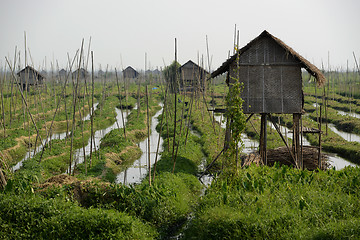 Image showing ASIA MYANMAR NYAUNGSHWE FLOATING GARDENS