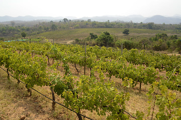 Image showing ASIA MYANMAR NYAUNGSHWE WINE