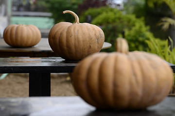 Image showing ASIA MYANMAR NYAUNGSHWE PUMPKINS