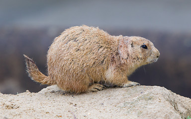 Image showing Prairie dog checking out