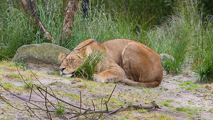 Image showing Large lioness in green environment