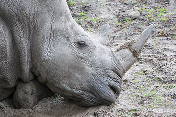 Image showing Close-up of a white rhino