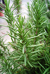 Image showing rosemary