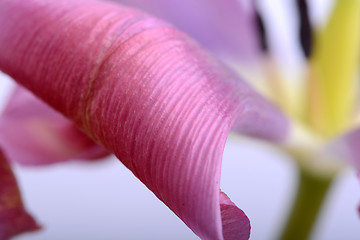 Image showing close up flower