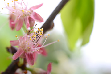 Image showing Spring Cherry blossoms, pink flowers.