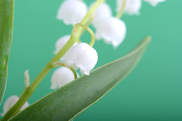 Image showing white flowers of lilac