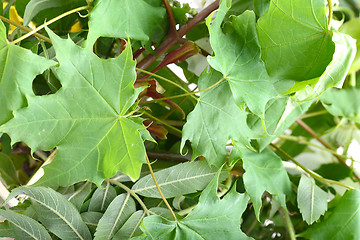 Image showing green leaf background