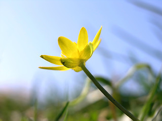 Image showing Buttercup macro