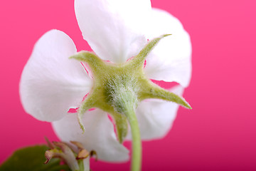 Image showing apple blossoms in spring on white background