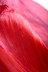 Image showing Close up beautiful red tulip flower