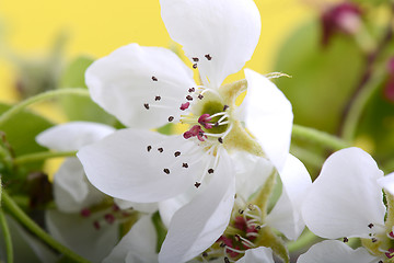 Image showing apple blossoms in spring on white background