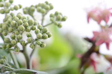 Image showing green leaves background close up