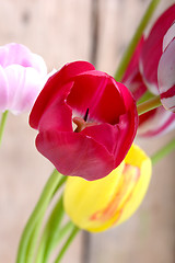Image showing close up to red tulips, close up flowers