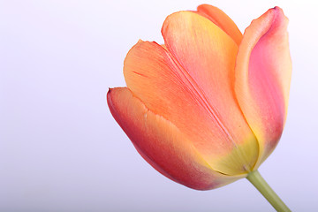 Image showing Close up beautiful red tulip flower