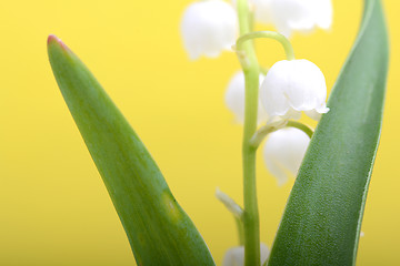 Image showing white flowers of lilac