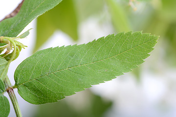Image showing close up of green leave