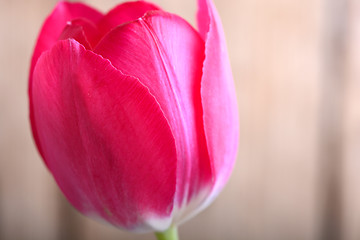 Image showing red tulips. spring flower