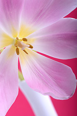 Image showing Close-up single tulip flower