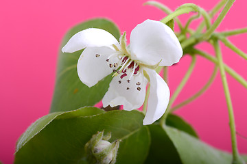 Image showing flower on blossoming apple tree close up in spring