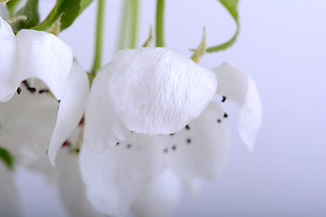 Image showing flower on blossoming apple tree close up in spring