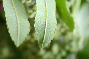 Image showing close up of green leave