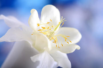 Image showing white lilac flowers closeup on blue background