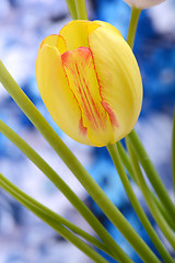 Image showing Bouquet of red tulips against a blue background, close up flowers