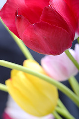 Image showing Close up image of tulip on black, flowers
