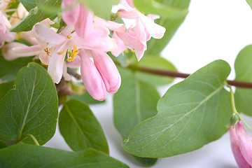 Image showing green leaf background