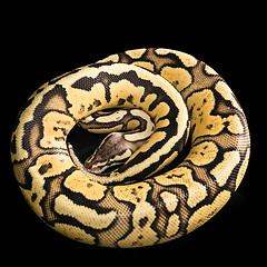 Image showing Ball Python -Python regius