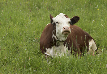 Image showing Cow