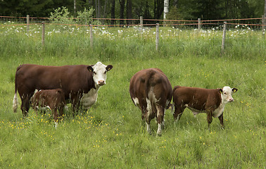 Image showing Cow