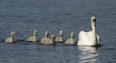 Image showing Muted Swan