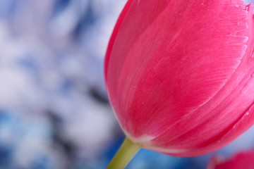 Image showing red tulips. spring flower