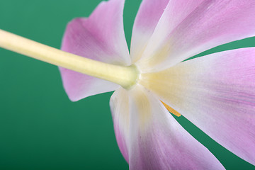 Image showing Beautiful pink tulips. Spring flower background