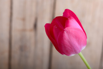 Image showing red tulips. spring flower