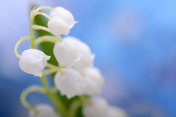 Image showing white flowers of lilac