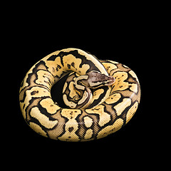 Image showing Female Ball Python. Firefly Morph or Mutation