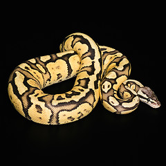 Image showing Female Ball Python. Firefly Morph or Mutation