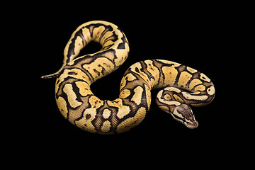 Image showing Female Ball Python. Firefly Morph or Mutation