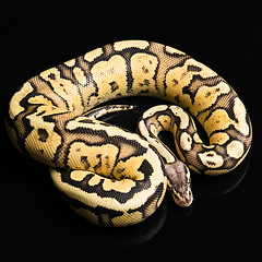 Image showing Female Ball Python. Firefly Morph or Mutation