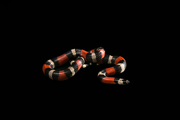 Image showing Pueblan milk snake 