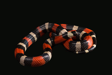 Image showing Pueblan milk snake 