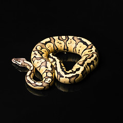 Image showing Female Ball Python. Firefly Morph or Mutation