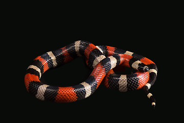 Image showing Pueblan milk snake 