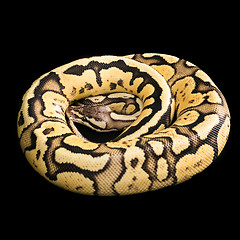 Image showing Female Ball Python. Firefly Morph or Mutation