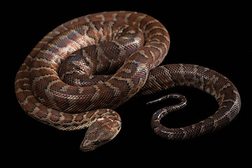 Image showing Hispaniolan boa, Chilabothrus or epicrates striatus