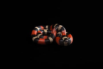 Image showing Pueblan milk snake 