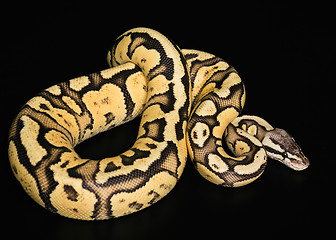 Image showing Female Ball Python. Firefly Morph or Mutation